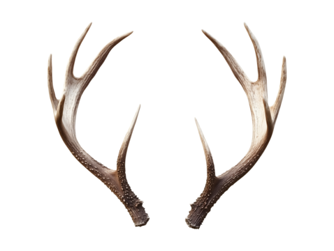 Antlers isolated on transparent or white background