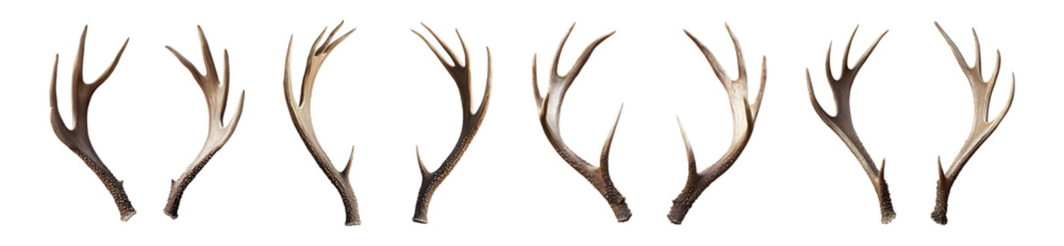Set of antlers isolated on transparent or white background