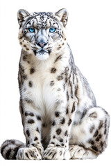 Obraz premium A stunning snow leopard with piercing blue eyes sitting gracefully.