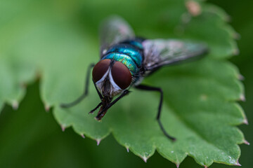 fly