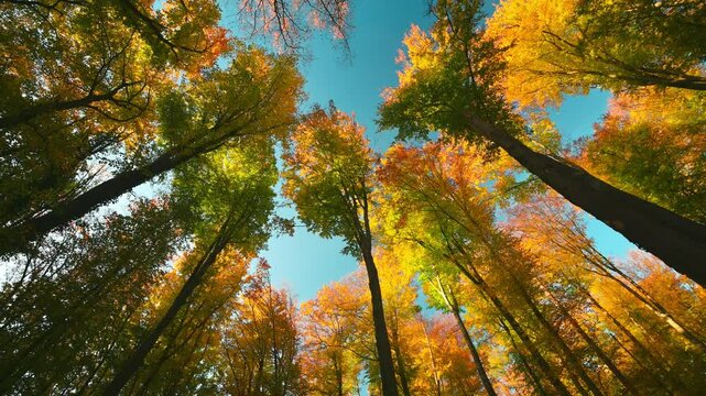 Gorgeous autumn colors in a sunlit forest. Spinning worms-eye view footage of tall gold beech trees in the woods, beautifully lit by the pleasant sunshine 
