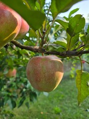 apples on a tree