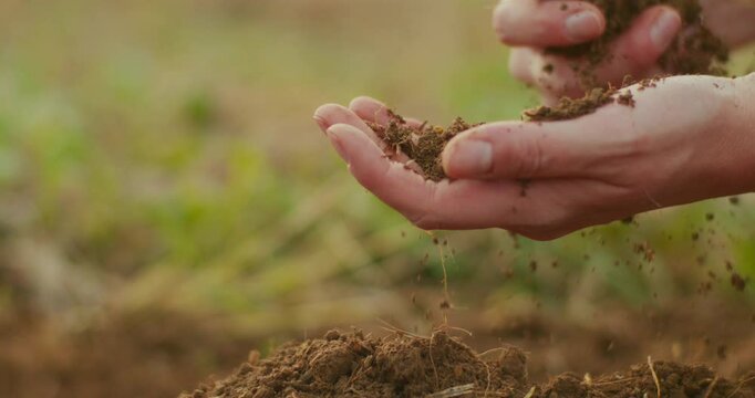 Farmer Examines Fertile Soil in Hands Close-Up