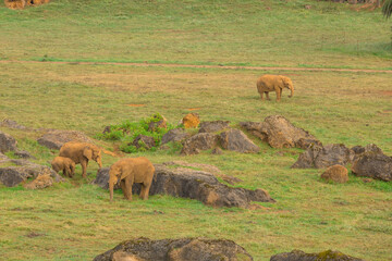 Elefantes en el Parque de la Naturaleza de Cabárceno
