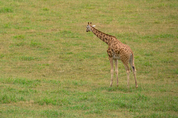 Jirafa en el parque de la naturaleza de Cabarceno