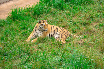 Tigre en el parque de la naturaleza de Cabárceno