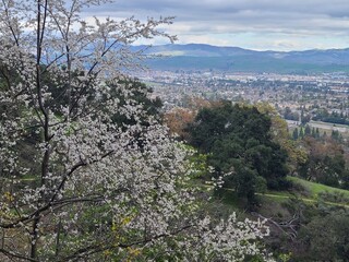 Cherry Plum flowers bloom at Pleasanton Ridge, California