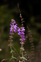 purple flower in forest
