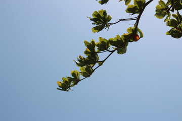 O galho e o céu