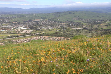 Wild Pansy wildflowers blooming at Pleasanton Ridge in the East Bay hills, California