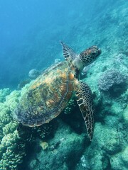 turtle swimming