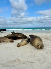 sea lion on the beach