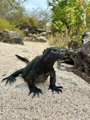island marine iguana