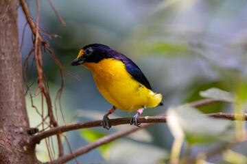 Close up view of a violaceous euphonia