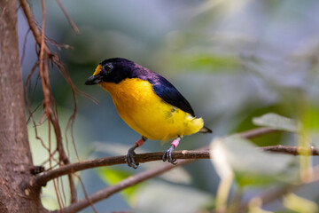 Close up view of a violaceous euphonia