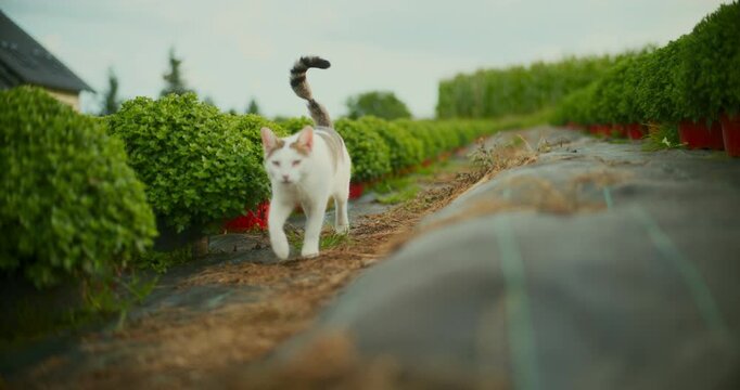 Close-Up of Domestic Cat's Tail Wound