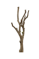 dead tree isolated on white background. This has clipping path. 