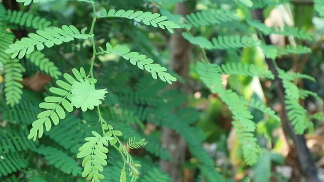 Daun saga or Leaves of saga vines, a medicinal plant for treating canker sores