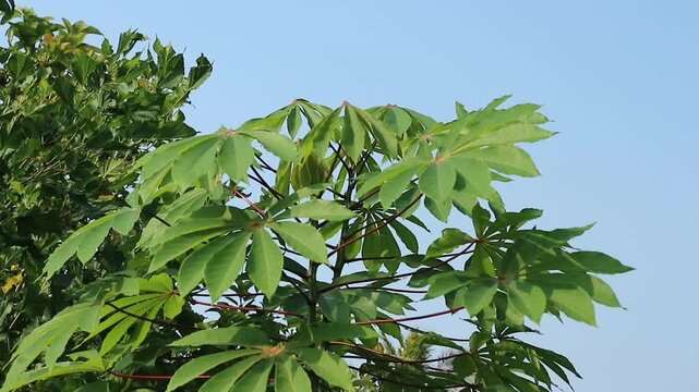 green and fresh cassava plants in the garden