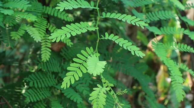 Daun saga or Leaves of saga vines, a medicinal plant for treating canker sores