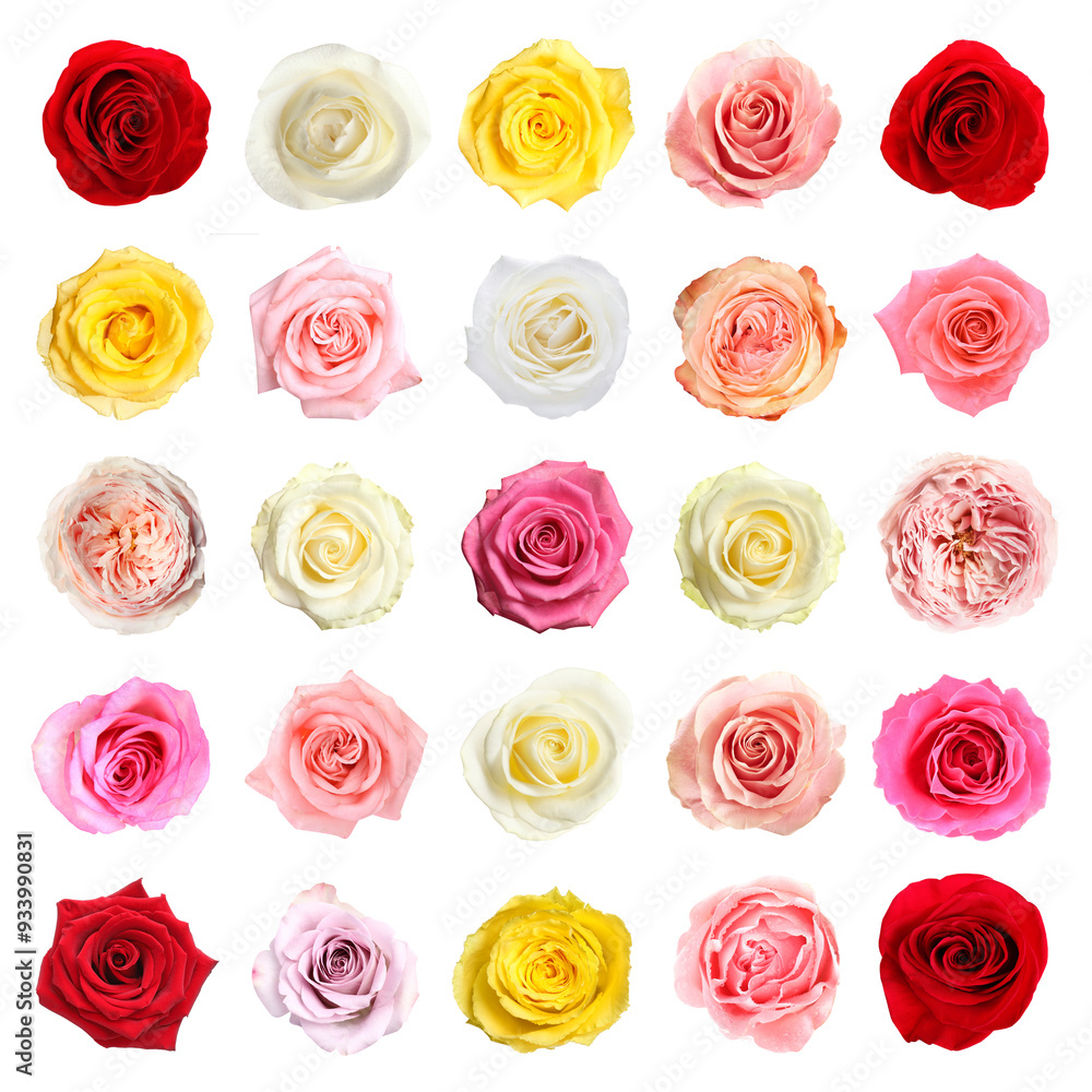 Sticker Many beautiful roses isolated on white, set