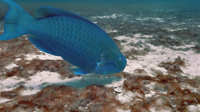 Blue parrotfish sifting sand animal feeding behavior fish foraging seabed.