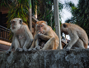 Naklejka premium Three Thai macaques on a wall