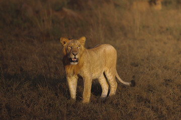 Young Lion