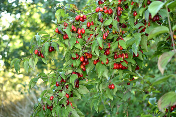 A branch of a dogwood tree with green leaves and numerous red fruits.