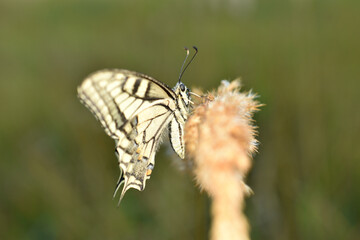 A side view of a swallowtail butterfly sitting on dry grass.