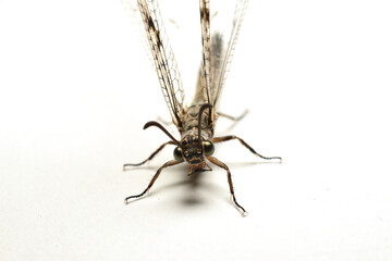 Antlion insect with wings on white background. Close-up. Front view.