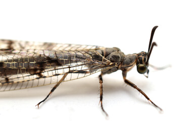 Antlion insect with folded wings sits on white background, side view. Close-up