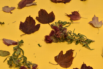 Naklejka premium The background image was created by fallen dry leaves on the surface of a yellow table.
