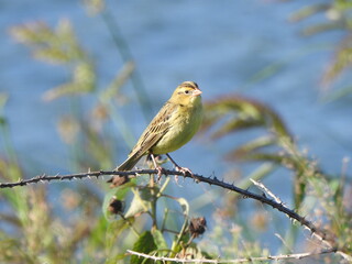 A bobolink perched on a thorny, briar branch, within the wetlands of the bombay Hook National Wildlife Refuge, Kent County, Delaware