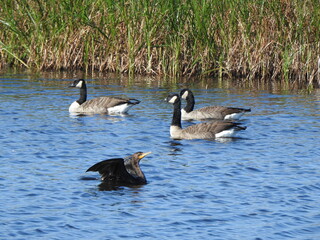 Canadian geese and a double-crested cormorant swimming in the wetland waters of the Bombay Hook National Wildlife Refuge, Kent county, Delaware. 