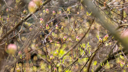 A tree with pink flowers blooming on it