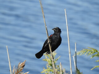 A male, red-winged blackbird, living within the Bombay Hook National Wildlife Refuge, Kent County,...