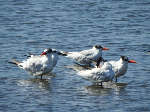 Caspian terns standing in the wetland waters of the Bombay Hook National Wildlife Refuge, Kent County, Delaware.