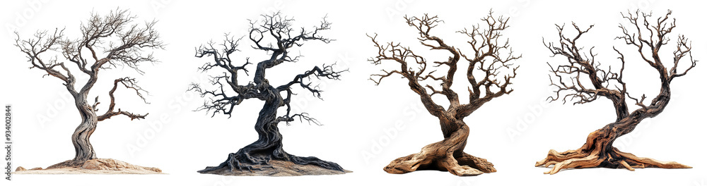 Wall mural gnarled twisted trees with dark branches barren and spooky forest concept transparent background