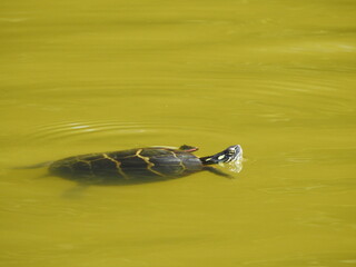 A small eastern painted turtle swimming within the wetland waters of the Bombay Hook National...