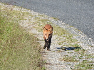 A red fox living within the Bombay Hook National Wildlife Refuge, Kent County, Delaware.