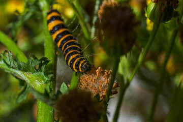 Cinnabar Moth caterpillar  munching away on yellow-flowered Ragwort. Their bold black-and-gold stripes make them easy to identify. hungry hairy caterpillar.