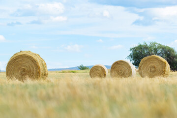 Round yellow bales of fescue in the field with blue sky. © Saeedatun