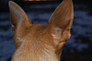The picture captures the back of a dogs head with perked ears, overlooking a tranquil outdoor scene as twilight casts a warm glow on the environment, highlighting natures calm beauty