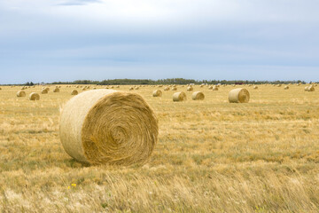 Fototapeta premium Round yellow bales of fescue in the field with blue sky.