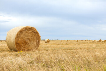 Round yellow bales of fescue in the field with blue sky. © Saeedatun