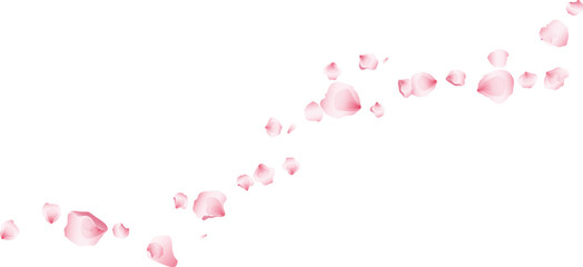 Wave flying rose petals transparent background. Beautiful floral overlay with lots of rose petals.