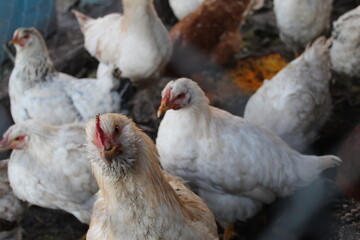 A diverse group of chickens actively foraging in a rustic farmyard, displaying their unique characteristics and interactions in the warm late afternoon light