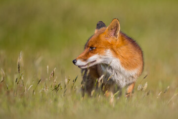 Mammals Fox Vulpes vulpes in autumn scenery, Poland Europe, animal walking among autumn meadow in amazing warm light