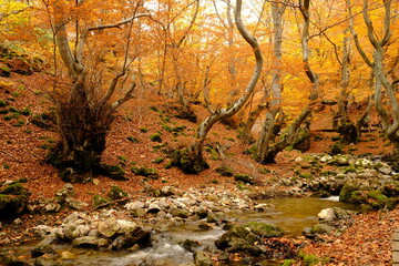 Faedo de Ciñera